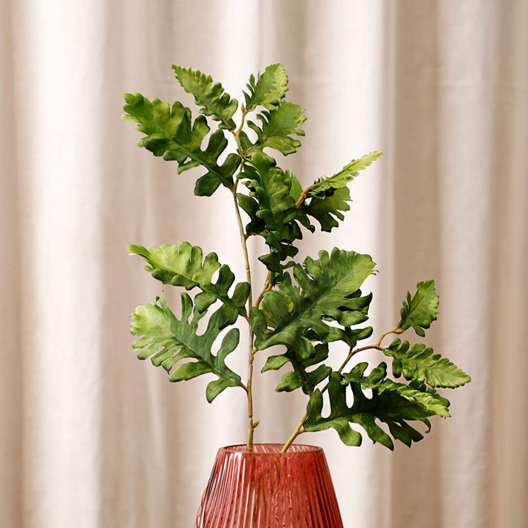 Senecio Cineraria Leaves Green