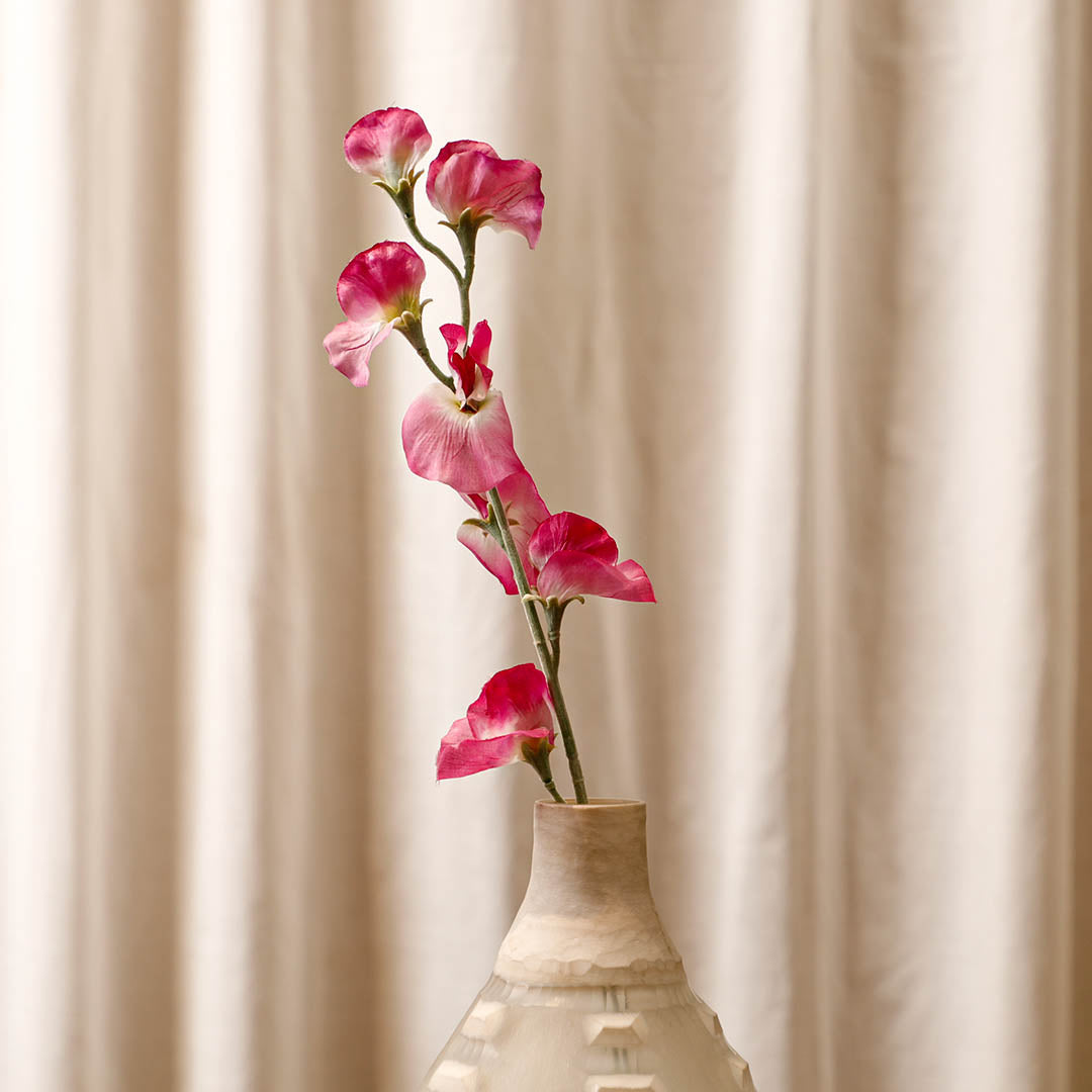 Sweetpea Fuchsia Flowers