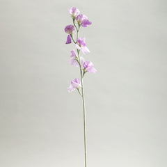 Sweetpea Light Purple Flowers