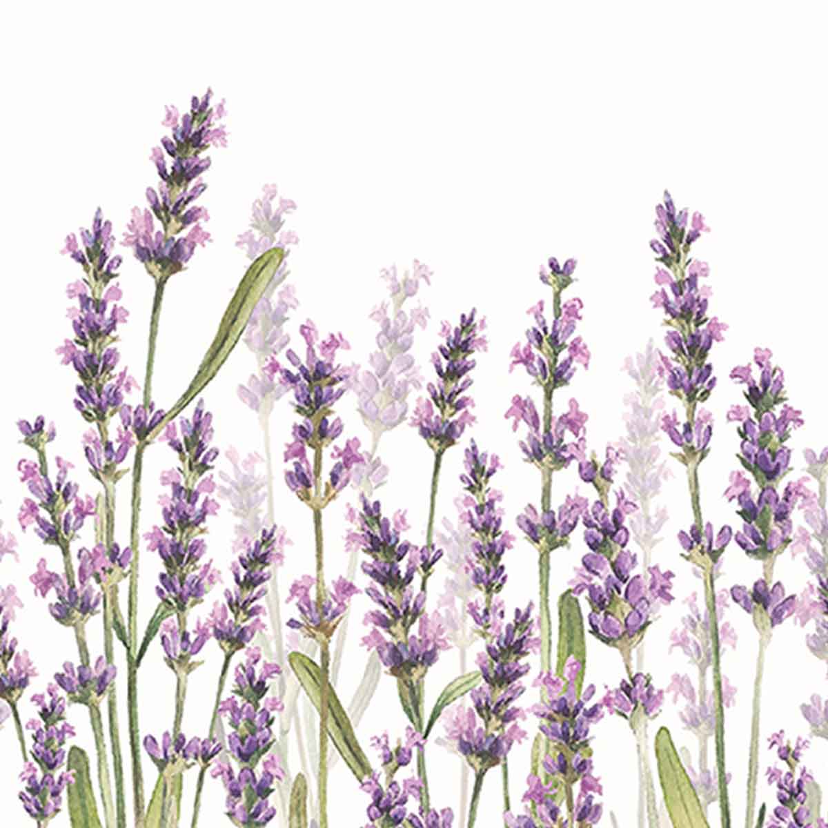 Napkin Lavender Set of 20