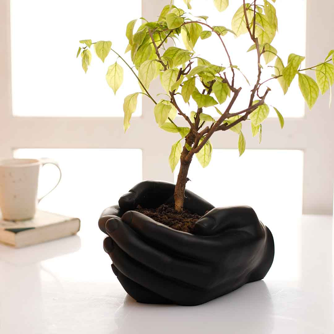 Hand Planter- Black