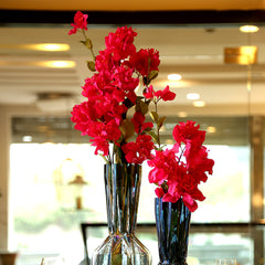 Bougainvillea Red Flowers